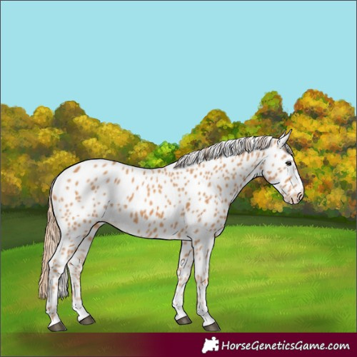 Horse Color:Chestnut Appaloosa 