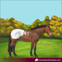 Horse Color:Bay Appaloosa