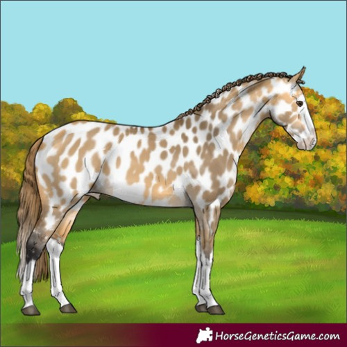 Horse Color:Buckskin Dun Splash Appaloosa 