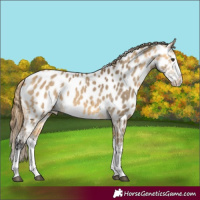 Horse Color:Buckskin Dun Splash Near Leopard