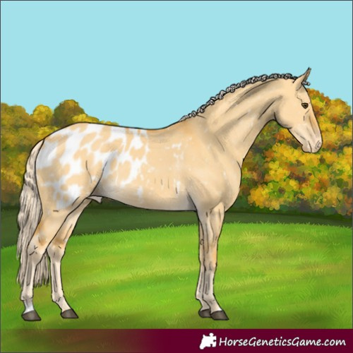 Horse Color:Palomino Dun Appaloosa 