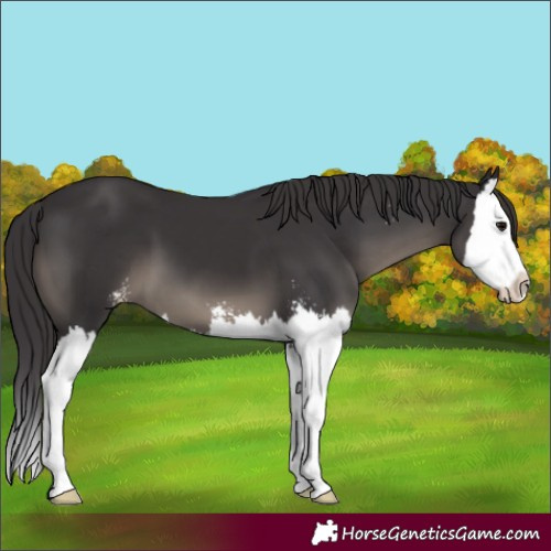 Horse Color:Smoky Black Mushroom Sabino Splash 