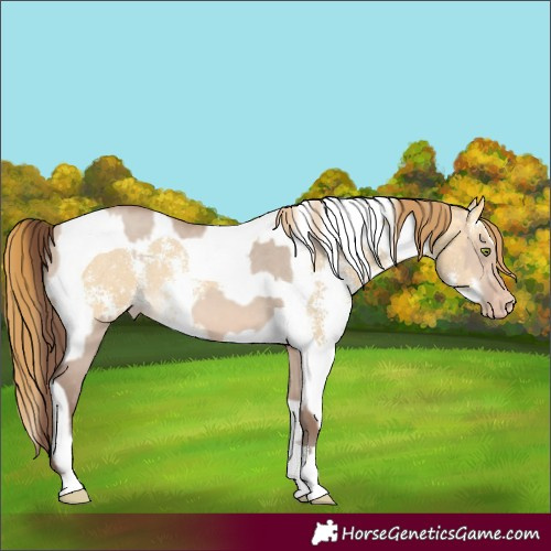 Horse Color:Amber Champagne Dun Sabino Tobiano Varnish  and Amber Cream Champagne Dun Sabino Tobiano Varnish 