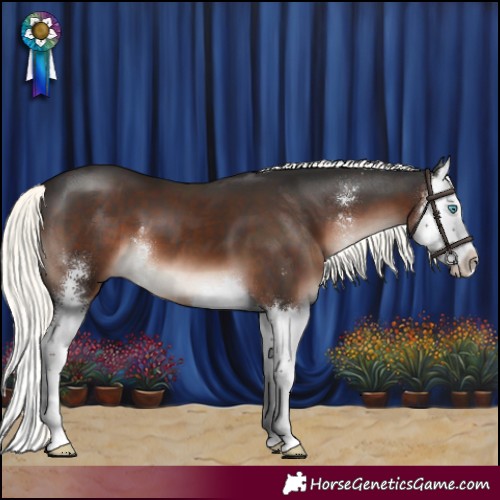 Horse Color:Liver Chestnut Mushroom Sabino Splash 