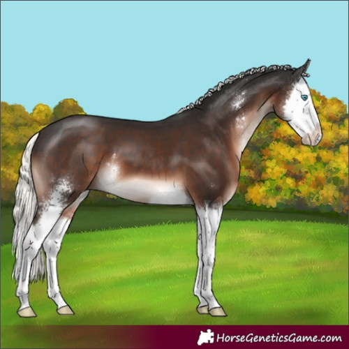 Horse Color:Liver Chestnut Mushroom Sabino Splash