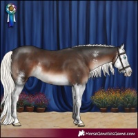 Horse Color:Liver Chestnut Mushroom Sabino Splash