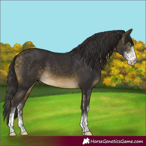 Horse Color:Buckskin Mushroom Sabino 
