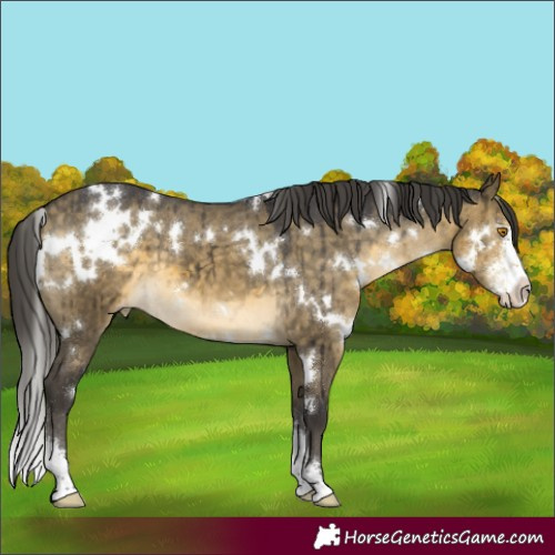 Horse Color:White Spotted Buckskin Dun Mushroom Sabino Appaloosa Brindle 