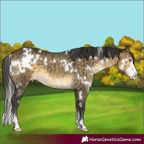 Horse Color:White Spotted Buckskin Dun Mushroom Sabino Appaloosa Brindle 