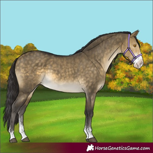Horse Color:Buckskin Dun Mushroom Sabino