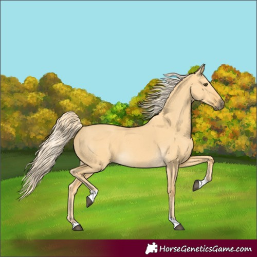 Horse Color:Palomino Dun Tobiano 