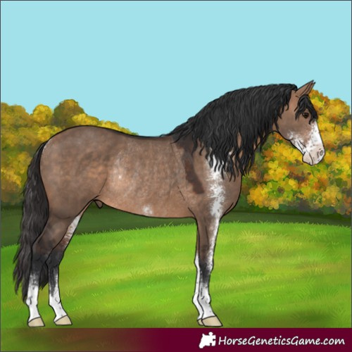 Horse Color:Bay Dun Sabino Rabicano 