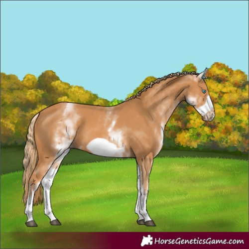 Horse Color:White Spotted Chestnut Frame