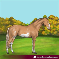 Horse Color:White Spotted Chestnut Frame 