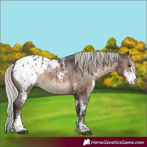 Horse Color:Silver Brown Dun Sabino Appaloosa Rabicano Brindle 