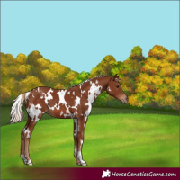 Horse Color:White Spotted Chestnut