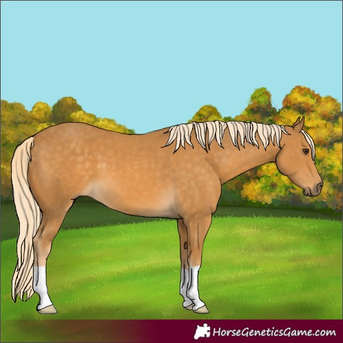 Horse Color:Palomino 