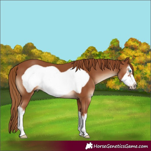 Horse Color:White Spotted Chestnut Frame