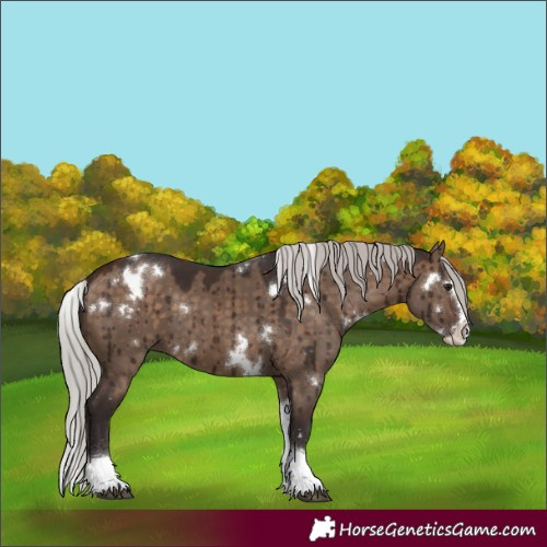 Horse Color:White Spotted Silver Brown Dun Splash Tobiano Rabicano Brindle 