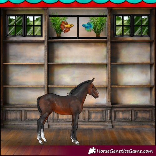 Horse Color:Brown Sabino 