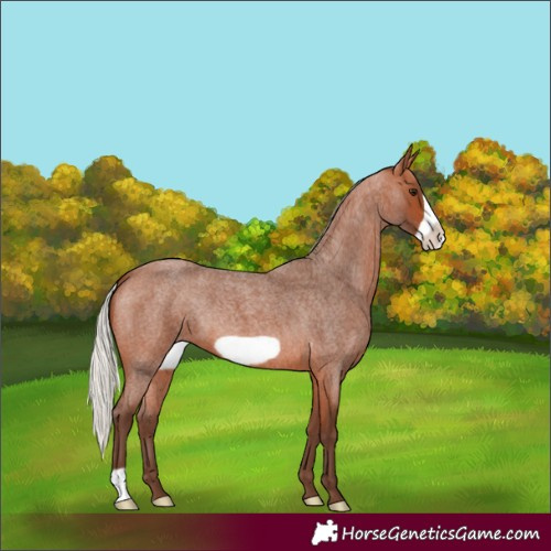 Horse Color:Silver Bay Roan Frame