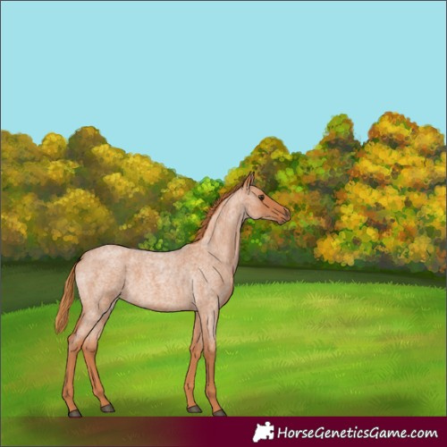 Horse Color:Red Roan