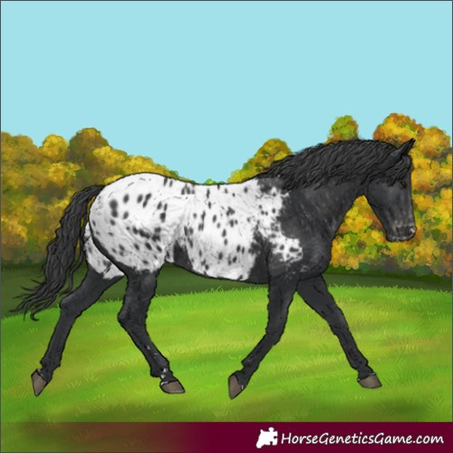 Horse Color:Black Appaloosa Rabicano 