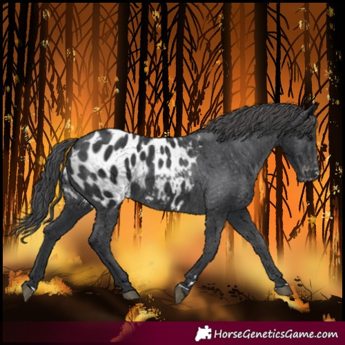 Horse Color:Black Blanket Rabicano 