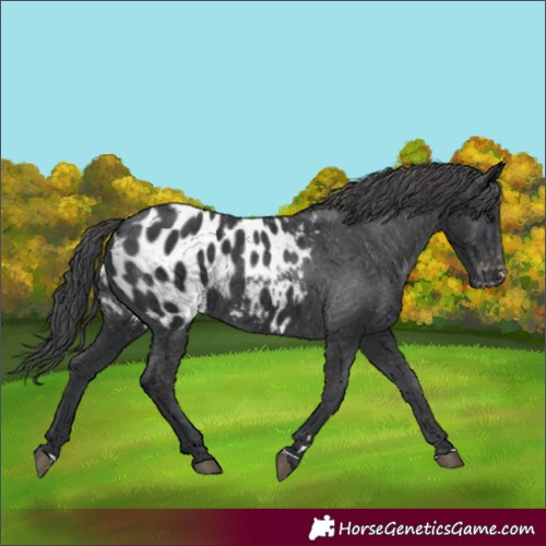 Horse Color:Black Appaloosa Rabicano