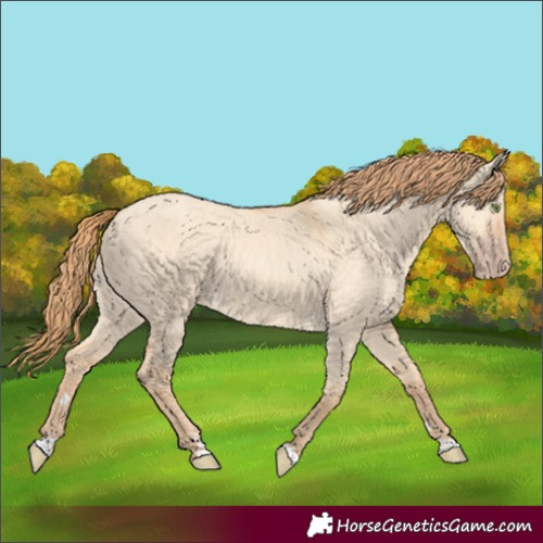 Horse Color:Gold Champagne Dun 