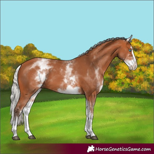 Horse Color:White Spotted Silver Bay Splash 