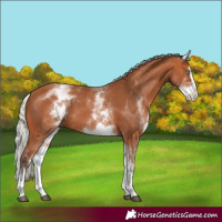 Horse Color:White Spotted Silver Bay Splash 