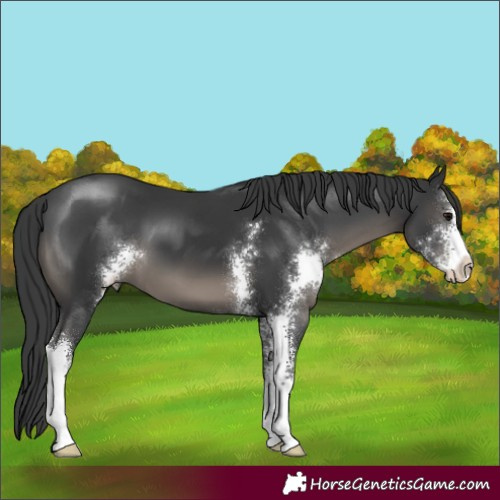 Horse Color:Black Sabino 