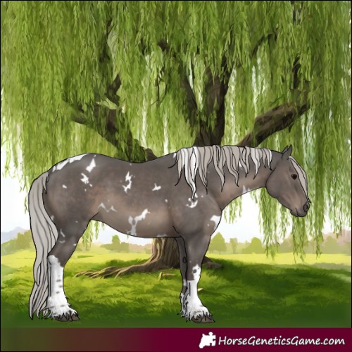 Horse Color:White Spotted Silver Black Tobiano 