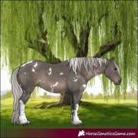 Horse Color:White Spotted Silver Black Tobiano 