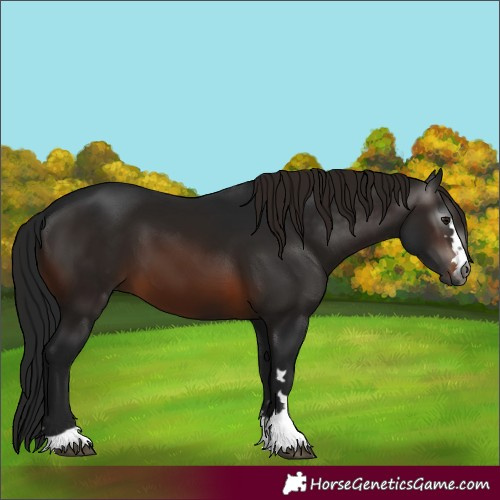 Horse Color:Gray Bay 