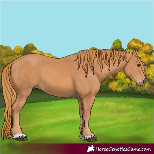 Horse Color:Chestnut 