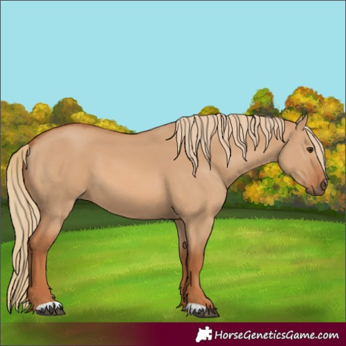Horse Color:Red Dun 