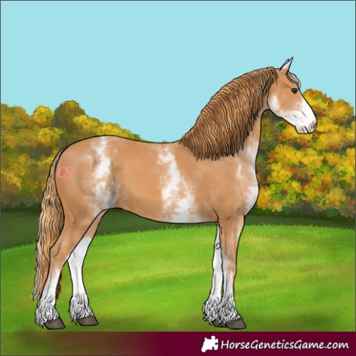 Horse Color:White Spotted Chestnut