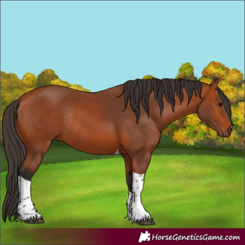 Horse Color:Bay Tobiano Rabicano 