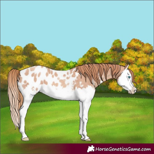 Horse Color:Gold Champagne Sabino Splash Appaloosa 