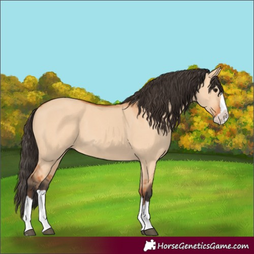 Horse Color:Bay Dun Splash