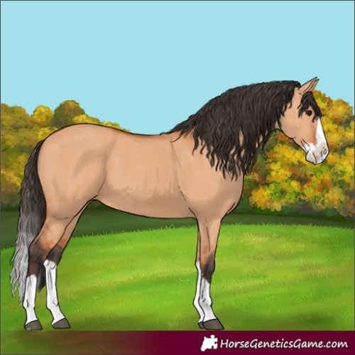 Horse Color:Bay Dun Splash 