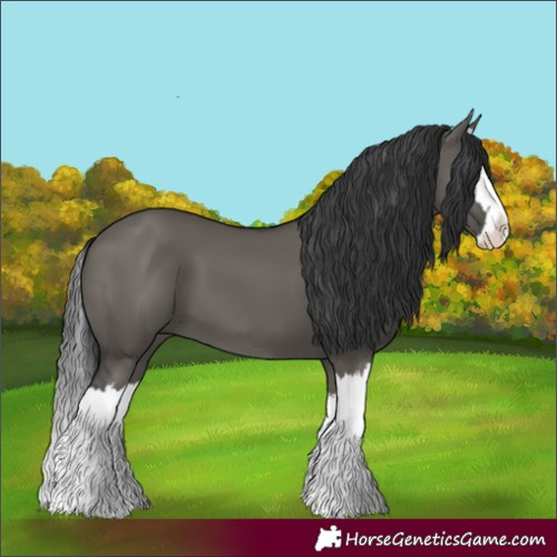 Horse Color:Grullo Splash 