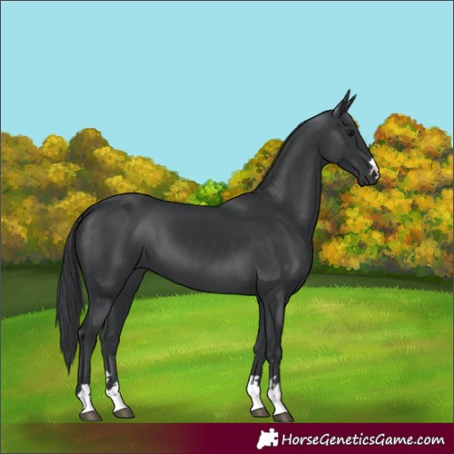 Horse Color:Black 