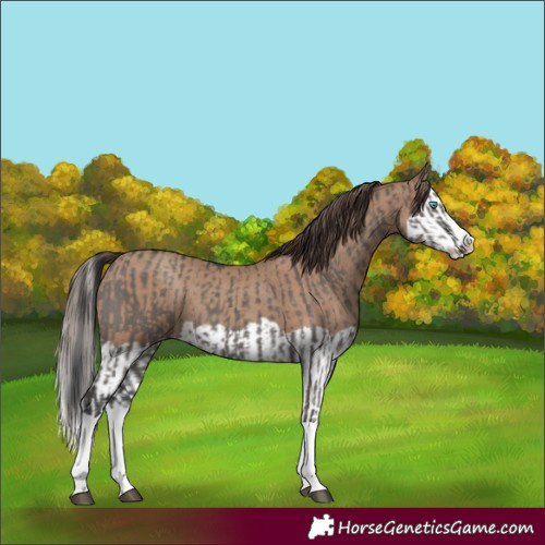 Horse Color:Grullo Splash and Classic Champagne Splash