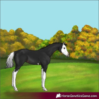Horse Color:Gray Brown Splash 