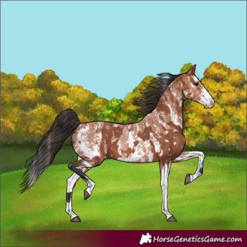 Horse Color:Bay Sabino Rabicano  and Bay Sabino Rabicano 