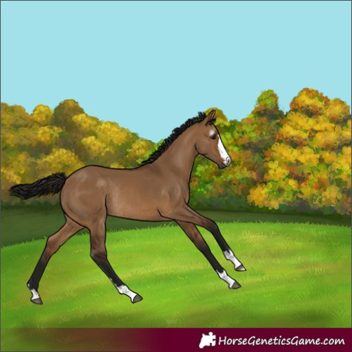 Horse Color:Gray Bay Dun Rabicano