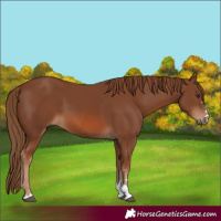 Horse Color:Chestnut 